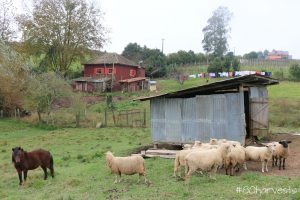 italian farmer families brazil