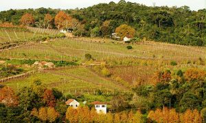 Vale dos vinhedos autumn