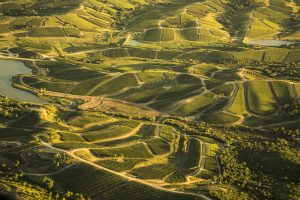 Bodega Garzón vineyard in Maldonado