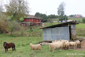 italian farmer families brazil